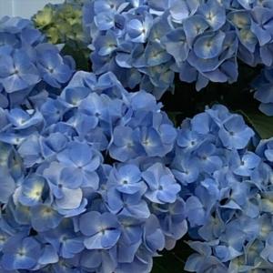 予約販売 アジサイ 佳澄 9cm〜10.5cmポット カスミ 加茂 KAMO
