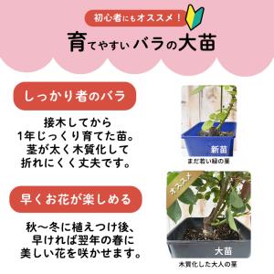 予約販売 バラ苗 バラ大苗 ギヨー マドレーヌ...の詳細画像2