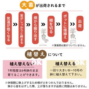 予約販売 バラ苗 バラ大苗 ギヨー マドレーヌ...の詳細画像3