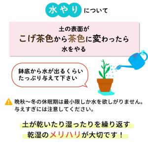 予約販売 バラ苗 バラ大苗 ギヨー マドレーヌ...の詳細画像4