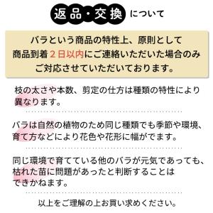 予約販売 バラ苗 バラ大苗 ギヨー マドレーヌ...の詳細画像5