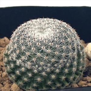 caサボテン 雪絹丸 実生 7.5cmポット マ...の商品画像