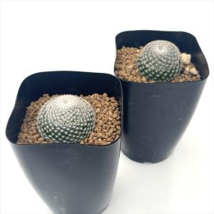 caサボテン 雪絹丸 実生 7.5cmポット ...の詳細画像1