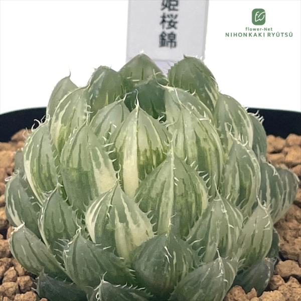 多肉植物 pnwハオルチア 姫桜錦  多肉植物 Plant’s Work プランツワークさん苗 送料...