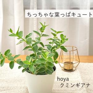観葉植物 ホヤ 斑入りクミンギアナ 4号鉢 観葉植物 小型 小さい 室内 贈り物 プレゼント インテリア おしゃれ