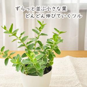 観葉植物 ホヤ 斑入りクミンギアナ 4号鉢 観...の詳細画像1