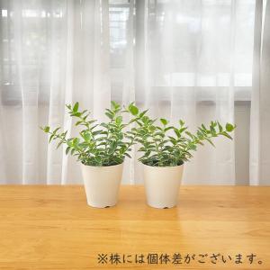 観葉植物 ホヤ 斑入りクミンギアナ 4号鉢 観...の詳細画像2