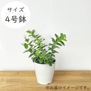 観葉植物 ホヤ 斑入りクミンギアナ 4号鉢 観...の詳細画像3