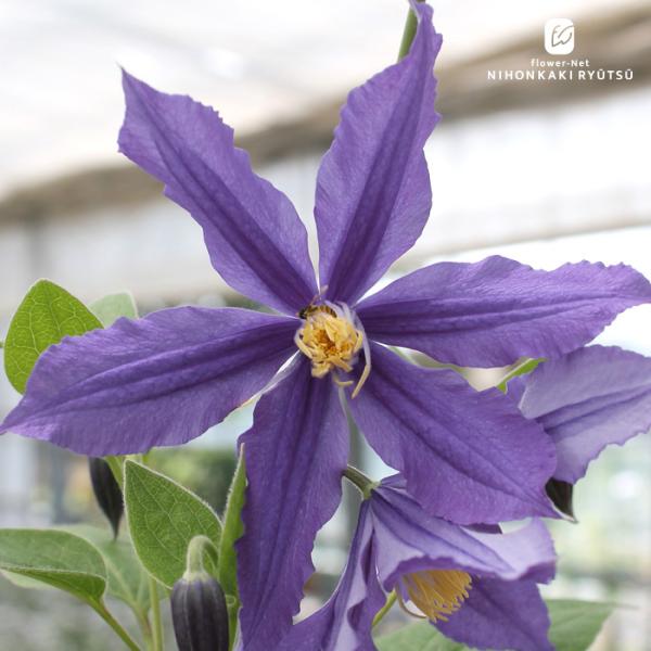 予約販売　クレマチス 苗 福園 インテグリフォリア系 2年生苗 4号鉢 はなせきぐち hsg 3月上...