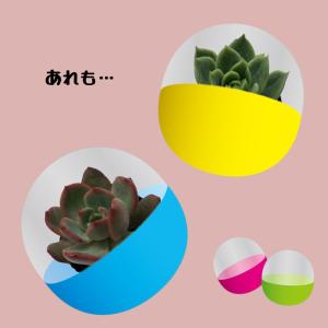 予約販売 多肉植物 多肉ガチャ エケベリア 6...の詳細画像1