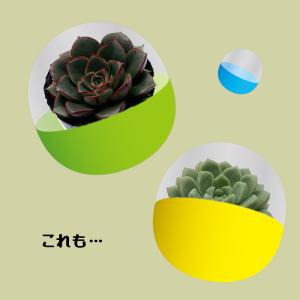 予約販売 多肉植物 多肉ガチャ エケベリア 6...の詳細画像2
