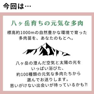 予約販売 多肉植物 多肉ガチャ エケベリア 6...の詳細画像3