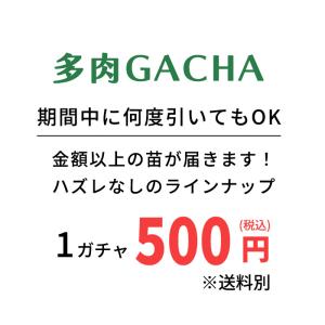 予約販売 多肉植物 多肉ガチャ エケベリア 6...の詳細画像4