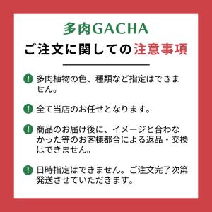 予約販売 多肉植物 多肉ガチャ エケベリア 6...の詳細画像5