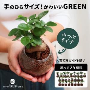 観葉植物 選べる ハイドロカルチャー ハイドロボール ガラス容器 土を使わない 水耕栽培 育てやすい 初心者 小型 小さい 室内 贈り物 プレゼント インテリア