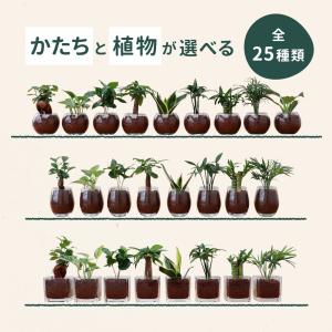 観葉植物 選べる ハイドロカルチャー ハイドロ...の詳細画像1