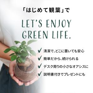 観葉植物 選べる ハイドロカルチャー ハイドロ...の詳細画像2