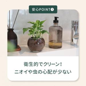 観葉植物 選べる ハイドロカルチャー ハイドロ...の詳細画像3