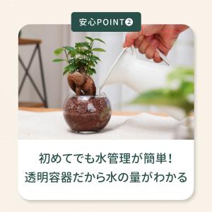 観葉植物 選べる ハイドロカルチャー ハイドロ...の詳細画像4