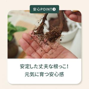 観葉植物 選べる ハイドロカルチャー ハイドロ...の詳細画像5