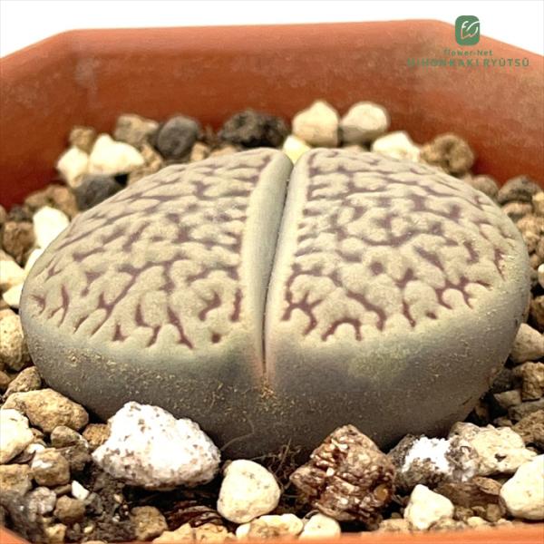 多肉植物 asリトープス ダブネリー 多肉植物 メセン 6cmポット