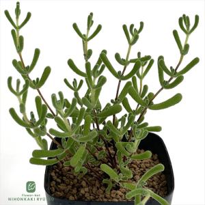 多肉植物 caドロサンテマム リトルスター ドロサンセマム 多肉植物 メセン 7.5cmポット