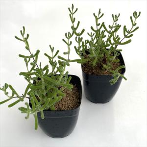 多肉植物 caドロサンテマム リトルスター ド...の詳細画像1