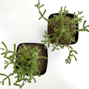 多肉植物 caドロサンテマム リトルスター ド...の詳細画像2