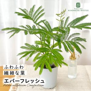 観葉植物 ネムノキ エバーフレッシュ 4号鉢 観葉植物 小型 小さい 室内 贈り物 プレゼント インテリア おしゃれ