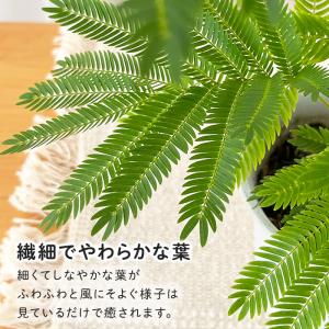 観葉植物 ネムノキ エバーフレッシュ 4号鉢 ...の詳細画像1