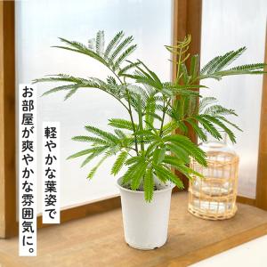観葉植物 ネムノキ エバーフレッシュ 4号鉢 ...の詳細画像2