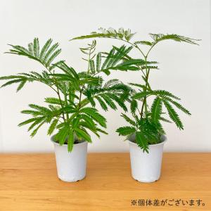 観葉植物 ネムノキ エバーフレッシュ 4号鉢 ...の詳細画像3