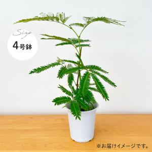 観葉植物 ネムノキ エバーフレッシュ 4号鉢 ...の詳細画像4