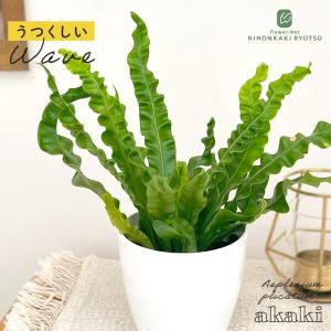 観葉植物 cot アスプレニウム アカキ 3.5号鉢 観葉植物 小型 小さい 室内 贈り物 プレゼント インテリア おしゃれ