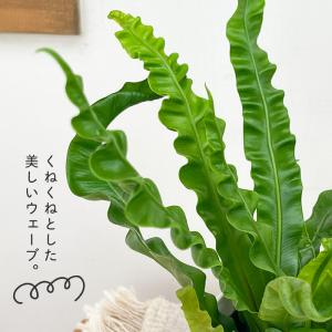 観葉植物 cot アスプレニウム アカキ 3....の詳細画像1