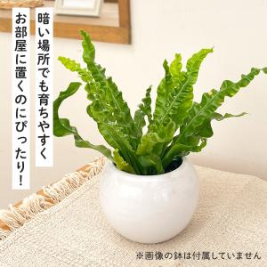 観葉植物 cot アスプレニウム アカキ 3....の詳細画像2