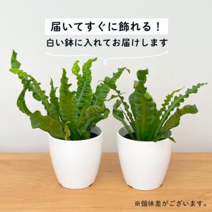 観葉植物 cot アスプレニウム アカキ 3....の詳細画像3