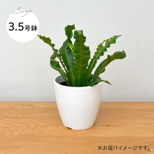 観葉植物 cot アスプレニウム アカキ 3....の詳細画像4