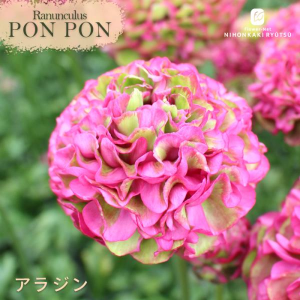 予約販売 ラナンキュラス ポンポンシリーズ 苗 ポンポン アラジン 10.5cmポット 宿根草 球根...