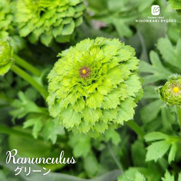 予約販売 ラナンキュラス 苗 グリーン 10.5cmポット 宿根草 球根 花苗 ガーデニング 苗 t...