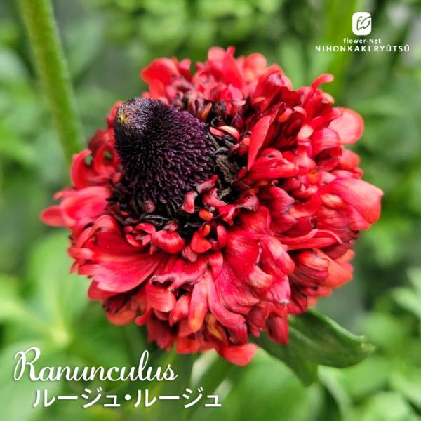予約販売 ラナンキュラス 苗 ルージュ・ルージュ 10.5cmポット 宿根草 球根 花苗 ガーデニン...