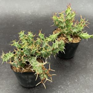 多肉植物 caユーフォルビア クラビゲラ 9c...の詳細画像1