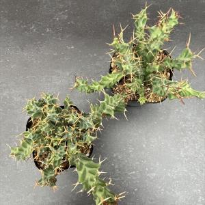 多肉植物 caユーフォルビア クラビゲラ 9c...の詳細画像2
