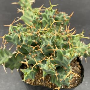 多肉植物 caユーフォルビア クラビゲラ 9c...の詳細画像3