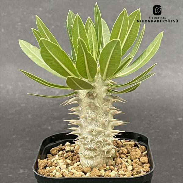 多肉植物 caパキポディウム ロスラーツム 実生 9cmポット ロスラツム 多肉植物 コーデックス