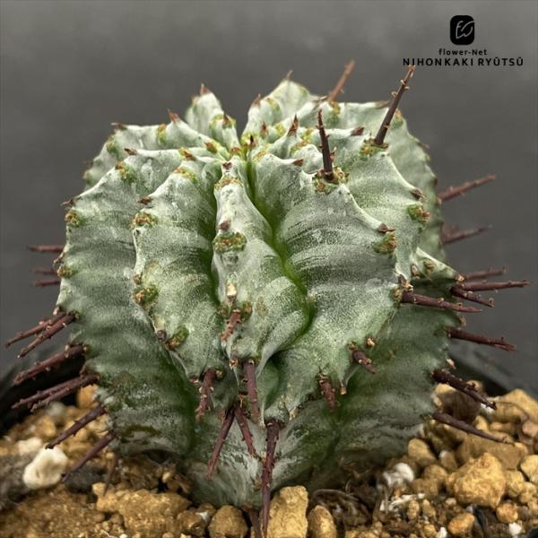 多肉植物 caユーフォルビア ホリダ 7.5cmポット 送料無料 多肉植物 ユーフォルビア コーデッ...