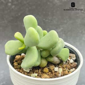 日本花キ流通 多肉植物 sdアデニア グラウカ 実生 多肉植物 塊根植物