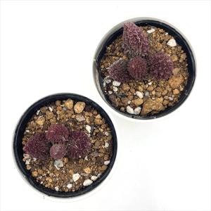 多肉植物 hmアドロミスクス レッドドリアン ...の詳細画像2