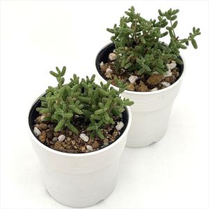 多肉植物 hmドロサンテマム グロボーサム 蜜...の詳細画像1