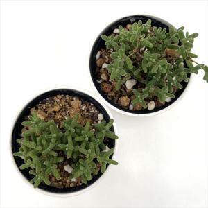 多肉植物 hmドロサンテマム グロボーサム 蜜...の詳細画像2